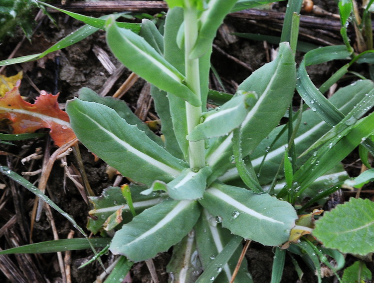 Myagrum perfoliatum